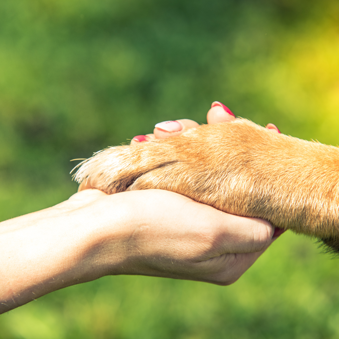 Canine Chain of Command